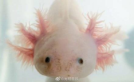 全球首个脑再生时空图谱揭秘大脑自行恢复过程 (图3) 全球首个脑再生时空图谱揭秘大脑自行恢复过程 (图3)