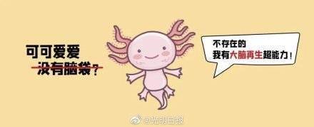 全球首个脑再生时空图谱揭秘大脑自行恢复过程 (图4) 全球首个脑再生时空图谱揭秘大脑自行恢复过程 (图4)