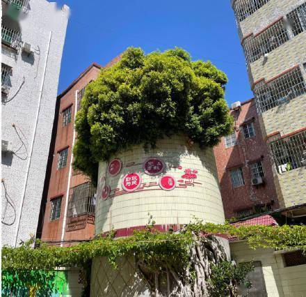 白云萧岗村有颗巨型“盆景”?竟是废旧水塔内长出的参天大榕树 (图1) 白云萧岗村有颗巨型“盆景”?竟是废旧水塔内长出的参天大榕树 (图1)