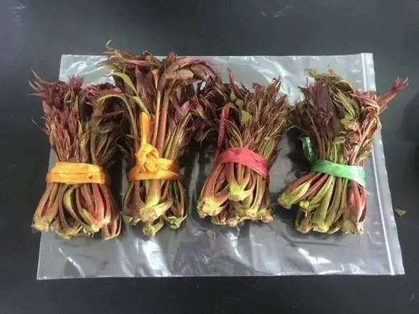 含有亚硝酸盐,香椿会“致癌”吗?怎么吃更安全? (图1) 含有亚硝酸盐,香椿会“致癌”吗?怎么吃更安全? (图1)