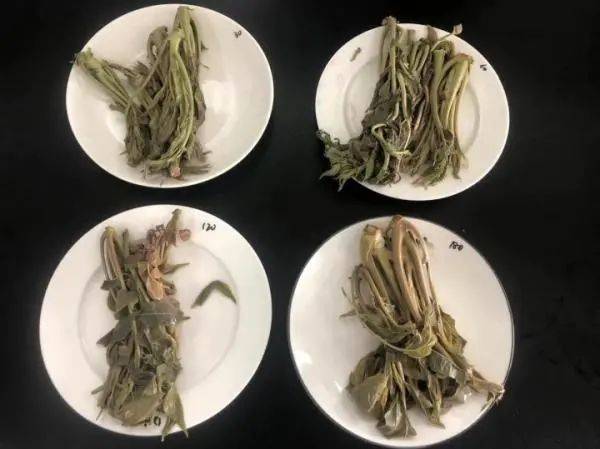 含有亚硝酸盐,香椿会“致癌”吗?怎么吃更安全? (图3) 含有亚硝酸盐,香椿会“致癌”吗?怎么吃更安全? (图3)