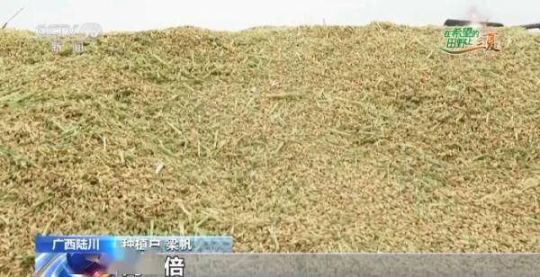 收种子和收粮食有什么不同?制种稻有何优势?答案来了 (图1) 收种子和收粮食有什么不同?制种稻有何优势?答案来了 (图1)