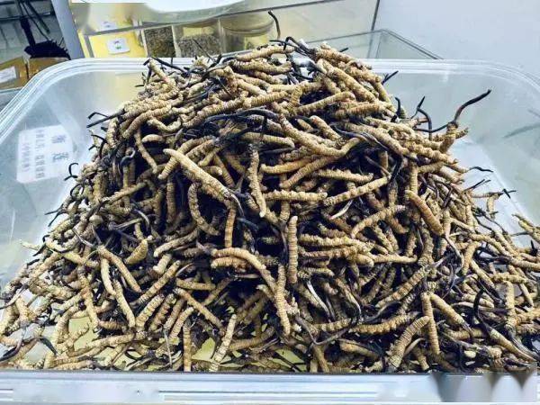 人工种植的冬虫夏草究竟是“仙草”还是“妖草”? (图1) 人工种植的冬虫夏草究竟是“仙草”还是“妖草”? (图1)