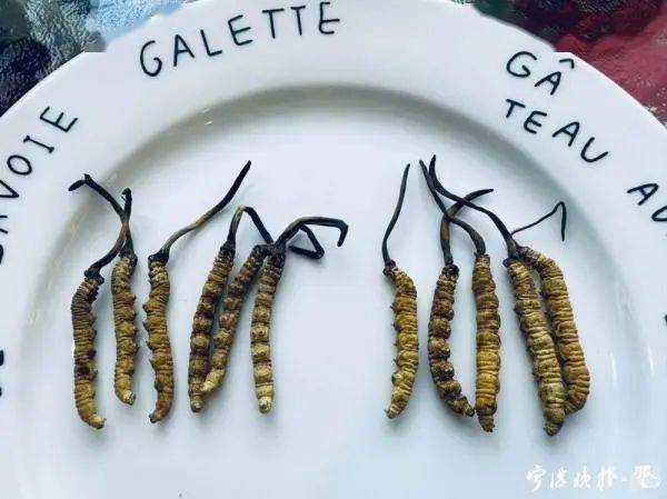 人工种植的冬虫夏草究竟是“仙草”还是“妖草”? (图2) 人工种植的冬虫夏草究竟是“仙草”还是“妖草”? (图2)