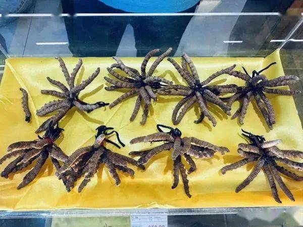 人工种植的冬虫夏草究竟是“仙草”还是“妖草”? (图5) 人工种植的冬虫夏草究竟是“仙草”还是“妖草”? (图5)