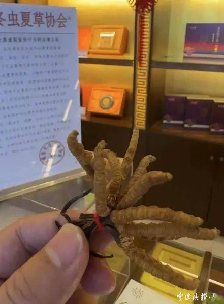 人工种植的冬虫夏草究竟是“仙草”还是“妖草”? (图7) 人工种植的冬虫夏草究竟是“仙草”还是“妖草”? (图7)
